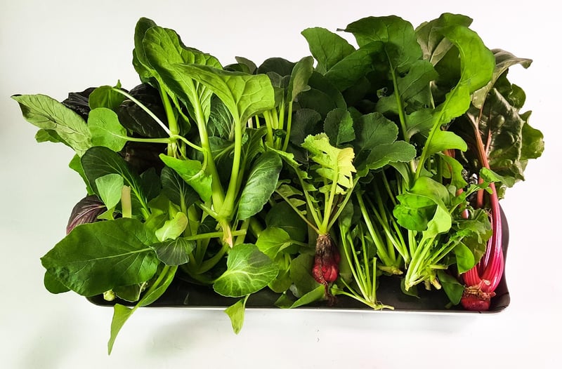 Hydroponic Systems