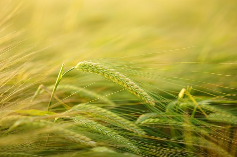 Sustainable Crop Cultivation