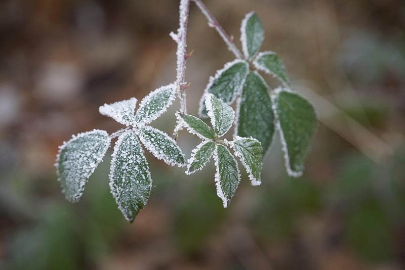 Blackberry Plant