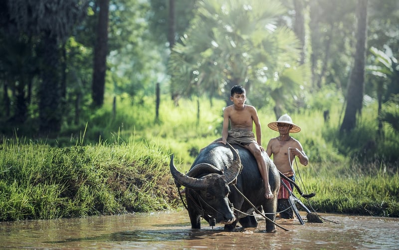 Organic Farming