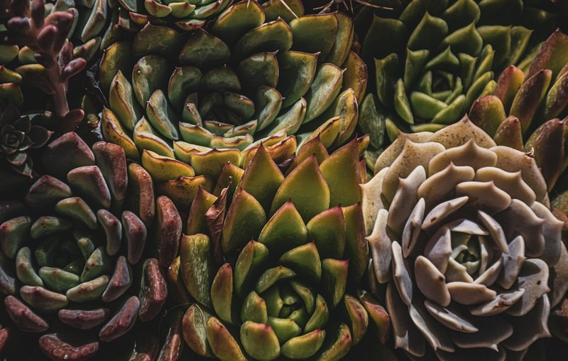 Plants in sunlight